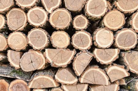 Скільки коштує ділова деревина на онлайн-аукціоні